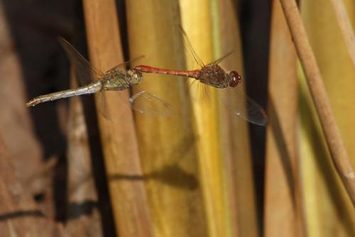Sympetrum meridionale