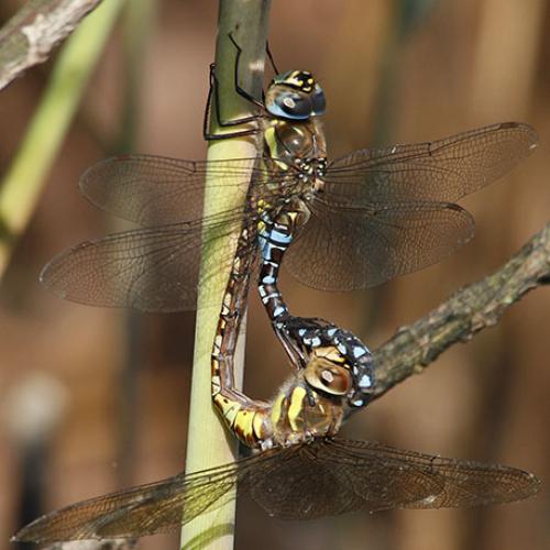 Aeshna mixta