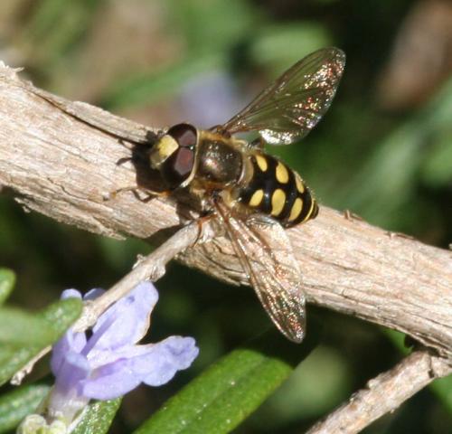 Réf. 25 805 : Eupeodes sp.