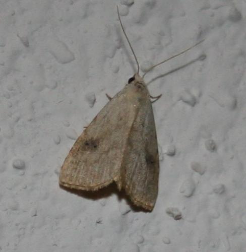 Réf. 25 500 : Rivula sericealis