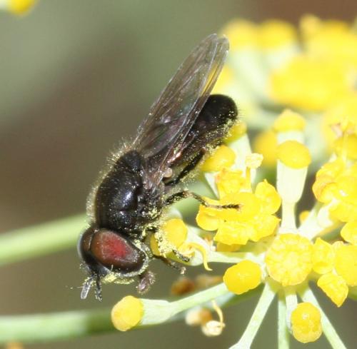 Réf. 25 393 : Heringia heringi