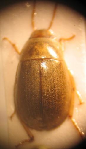Helochares lividus
