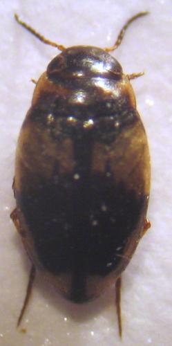 Hydroglyphus geminus