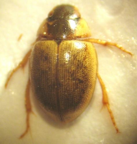 Réf. 25 252 : Laccobius sp.