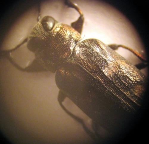 Chrysobothris solieri