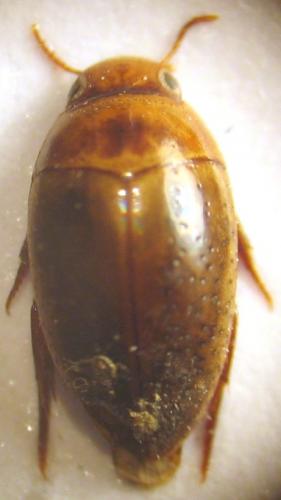 Réf. 25 952 : Noterus clavicornis