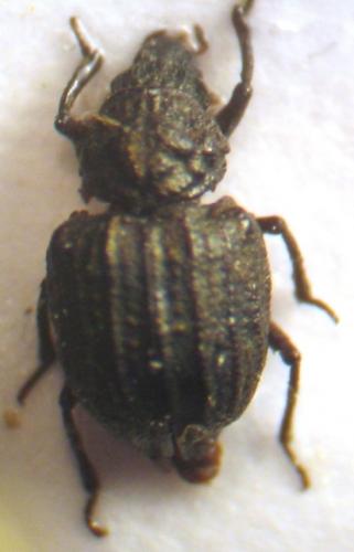 Georissus costatus
