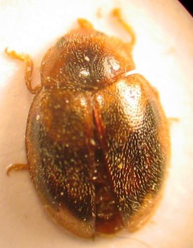 Réf. 25 951 : Rhyzobius chrysomeloides