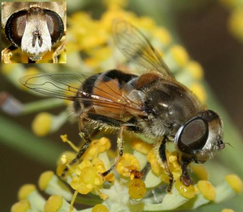 Réf. 25 636 : Eristalis arbustorum