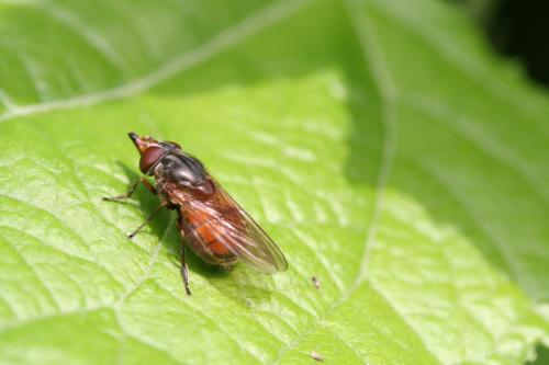 Réf. 25 137 : Rhingia campestris