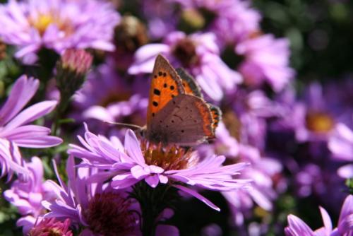 Lycaena phlaeas