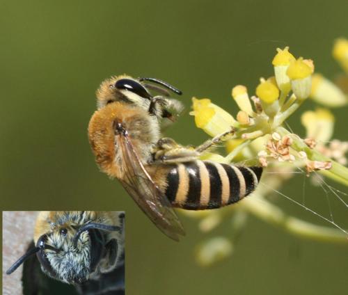 Réf. 25 255 : Colletes sp.