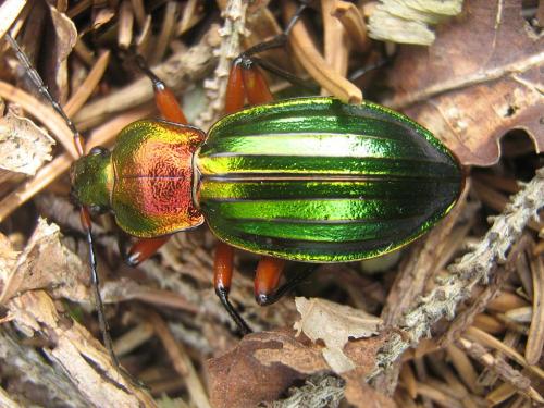 Carabus auronitens auronitens