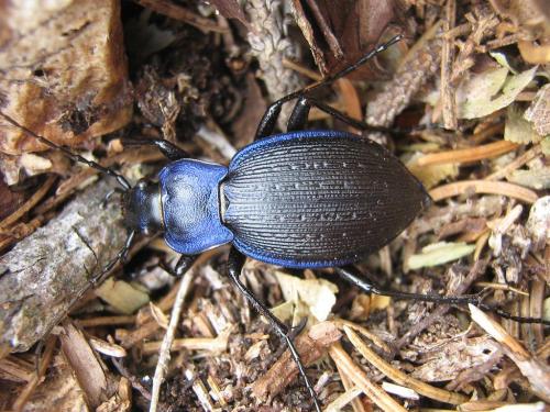 Réf. 25 554 : Carabus problematicus