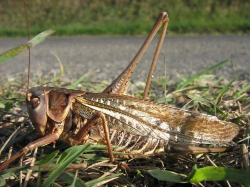 Réf. 25 505 : Decticus albifrons