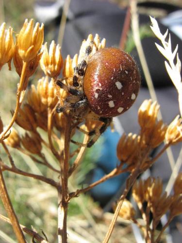 Araneus quadratus