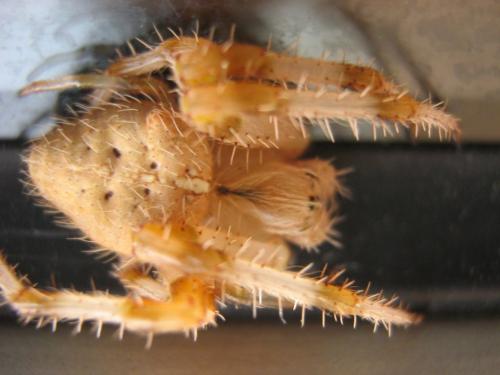 Réf. 25 953 : Araneus pallidus