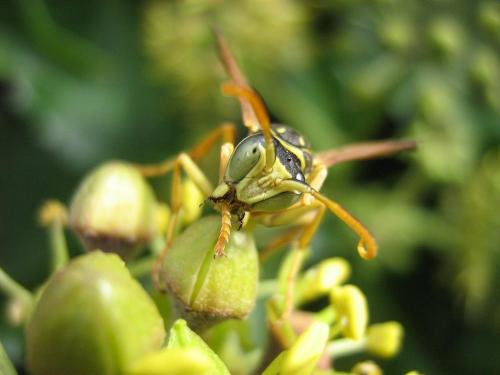 Polistes nimpha