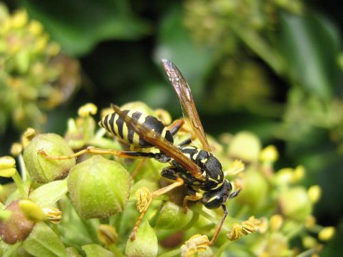 Réf. 25 719 : Polistes nimpha