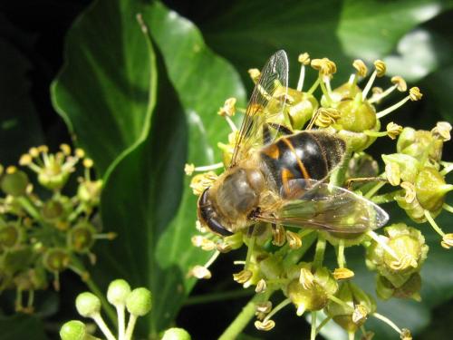 Eristalis tenax