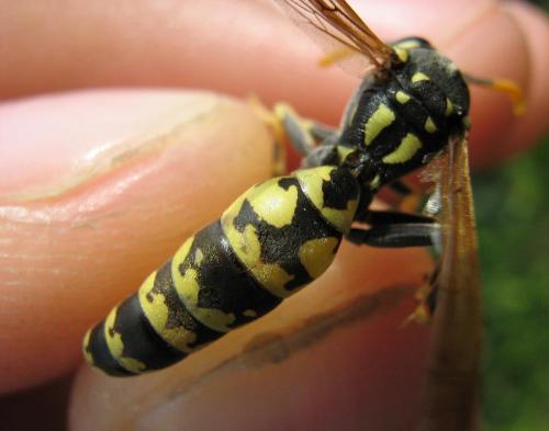 Polistes nimpha