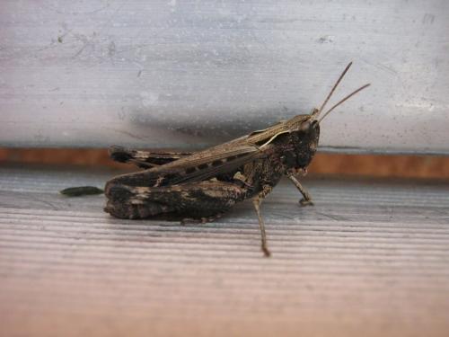 Omocestus rufipes