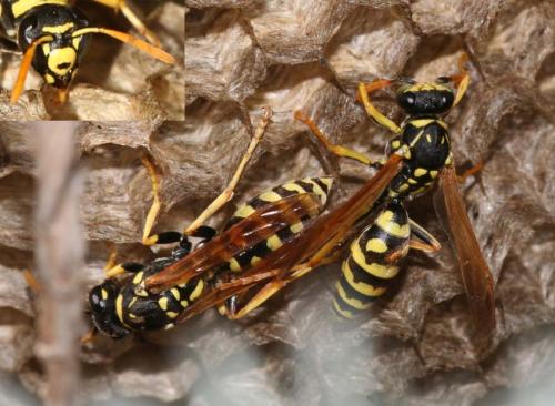 Polistes gallicus
