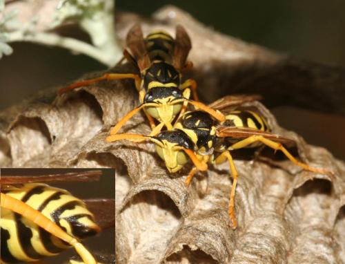 Polistes gallicus