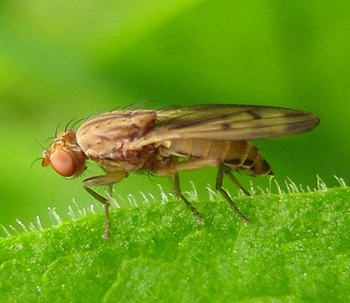 Opomyza sp.