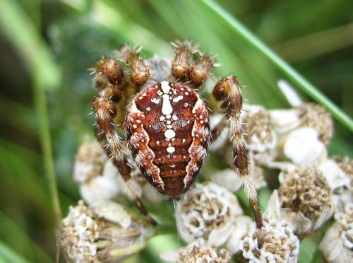 Araneus diadematus