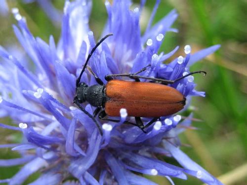Réf. 25 234 : Anastrangalia sanguinolenta