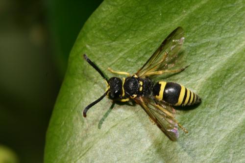 Réf. 25 968 : Ancistrocerus sp.