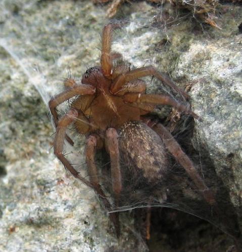 Lycosoides sp.