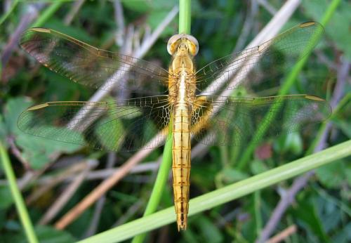 Crocothemis erythraea