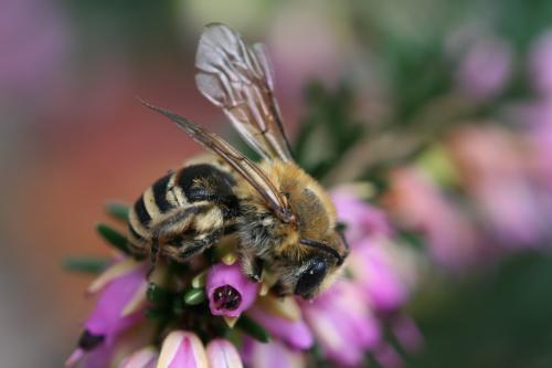 Colletes sp.