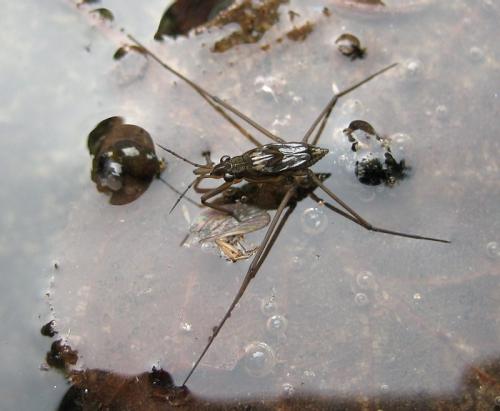 Gerris lacustris