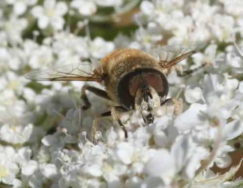 Eristalis nemorum