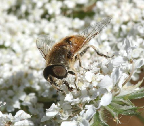 Réf. 25 790 : Eristalis nemorum