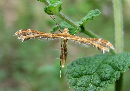 Crombrugghia sp.