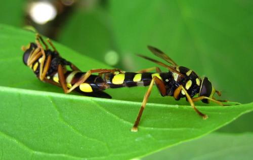 Milesia semiluctifera