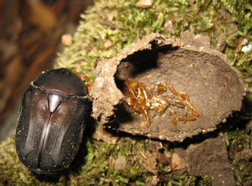 Réf. 25 667 : Netocia morio
