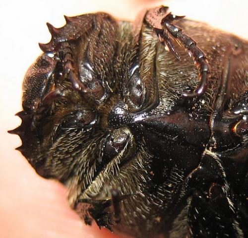 Protaetia sp.