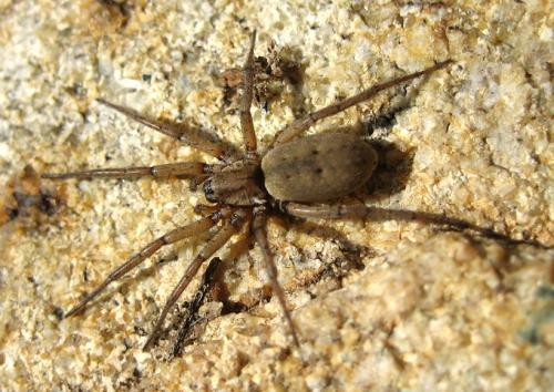 Nomisia aussereri