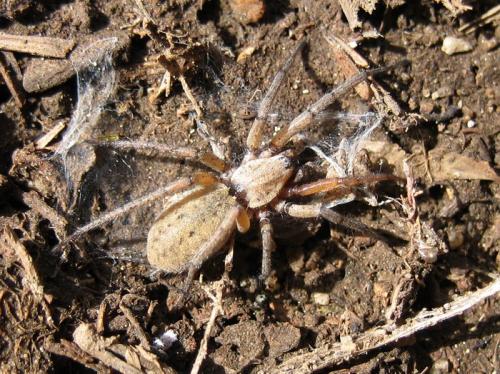 Nomisia aussereri