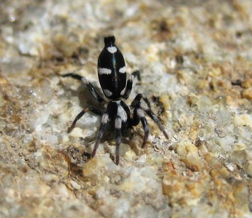 Réf. 25 281 : Poecilochroa sp.