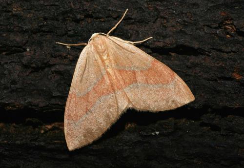 Réf. 25 309 : Hylaea fasciaria