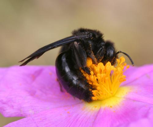 Réf. 25 258 : Andrena morio