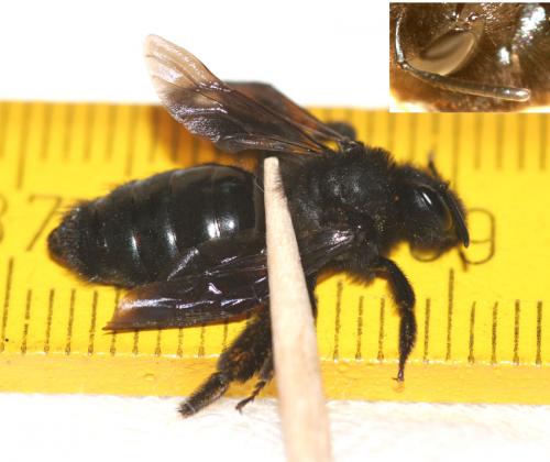 Andrena morio