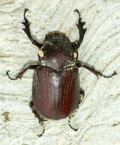 Coelosis biloba