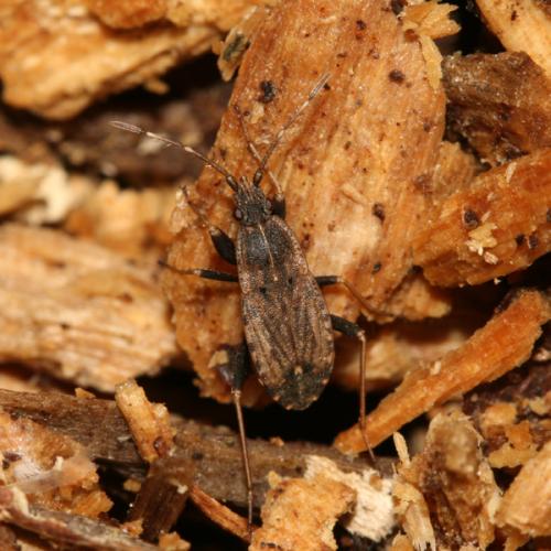 Ischnopeza hirticornis